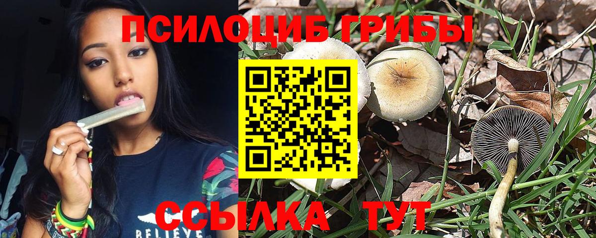 Галлюциногенные грибы Psilocybe  Галлюциногенные грибы прущие грибы  Вход с VPN  Самара 